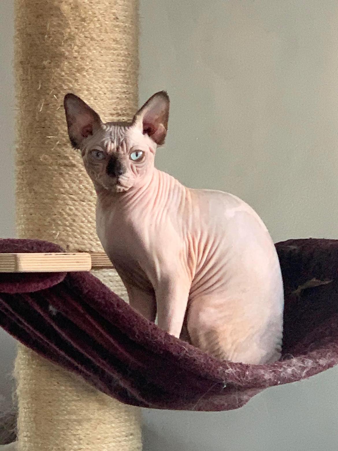 Sphynx Muffin  billede 1