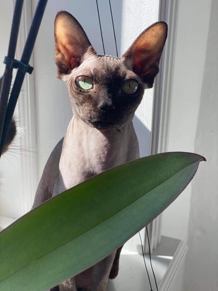 Sphynx Debby  billede 6