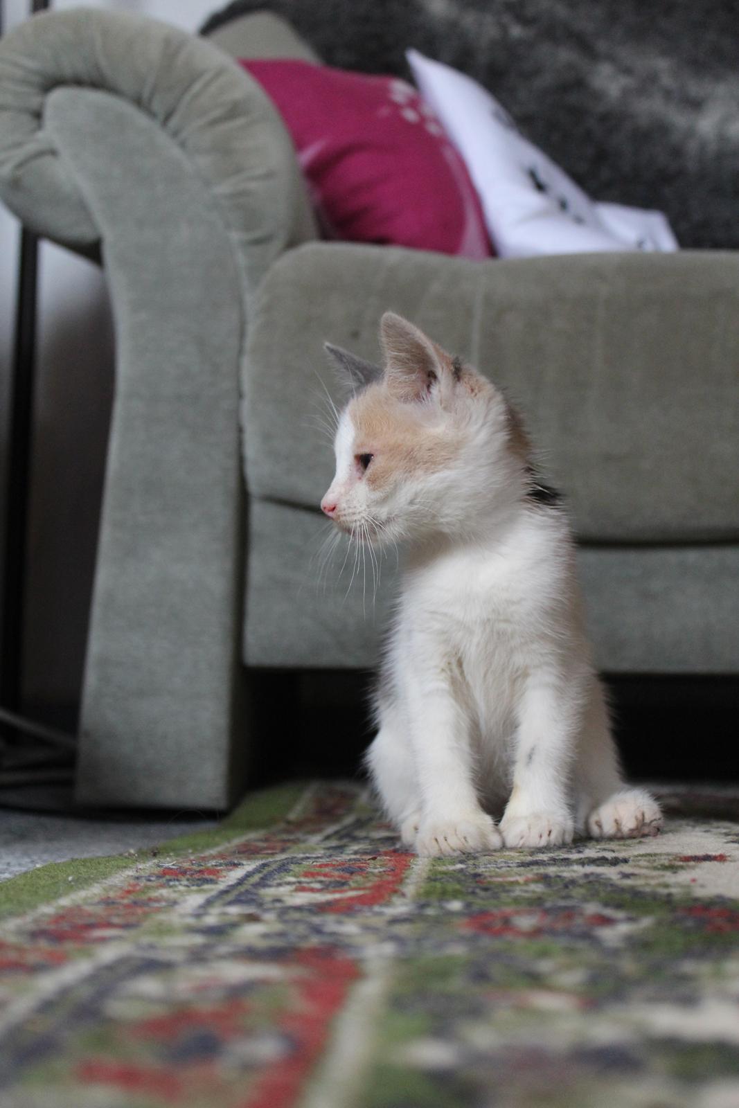 Huskat Pixie - Juli 2023 billede 7