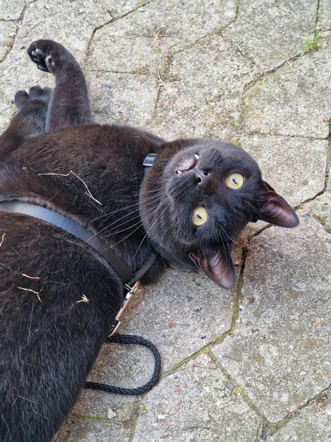 Huskat Flit billede 1