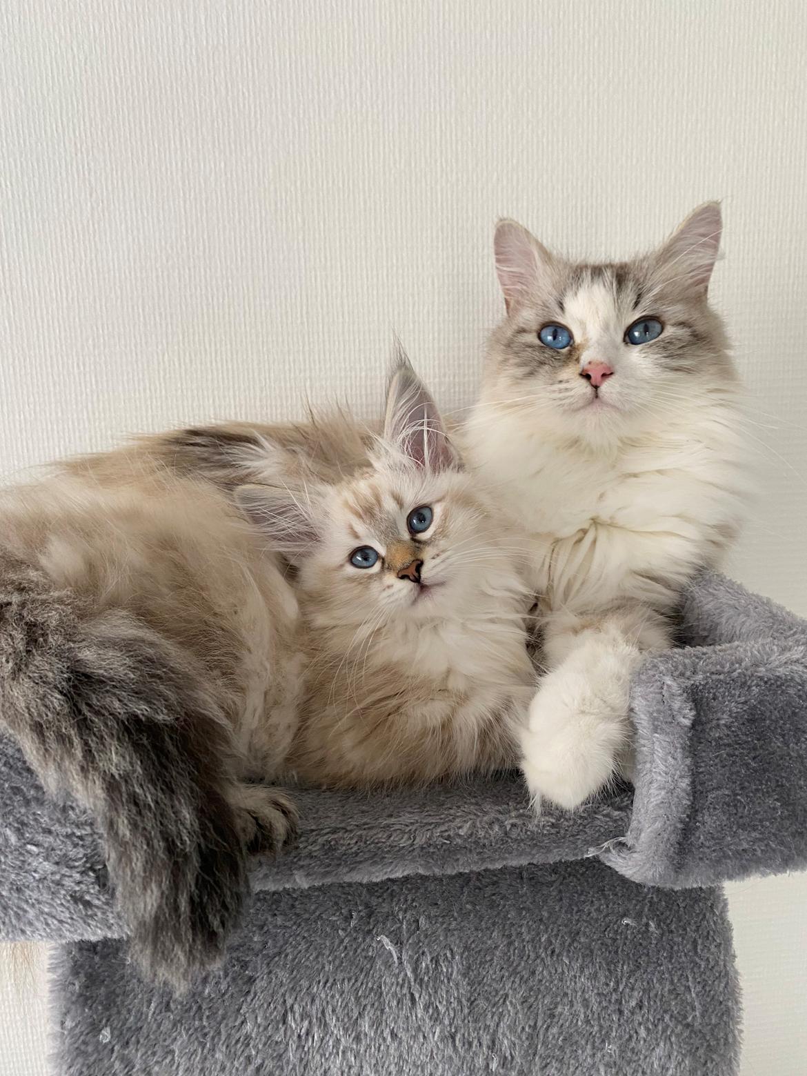 Sibirisk Kat Nala billede 4