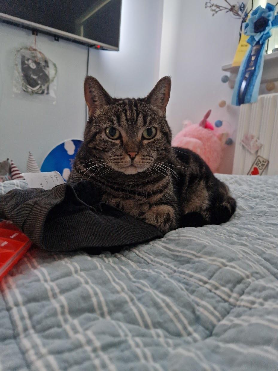 Europé Pommergårdens Donia billede 22