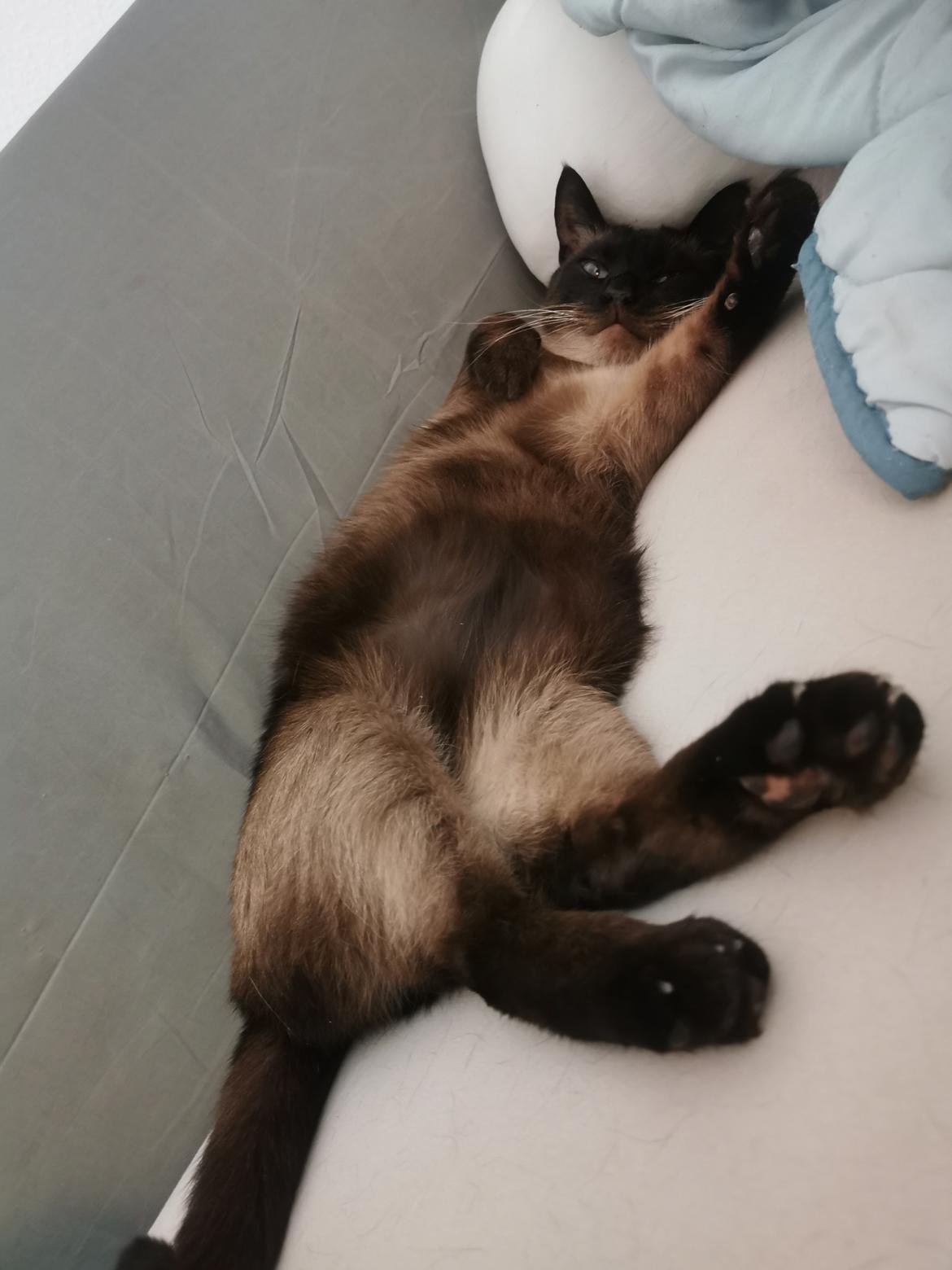 Siameser Malle - Malle 4 år  billede 7