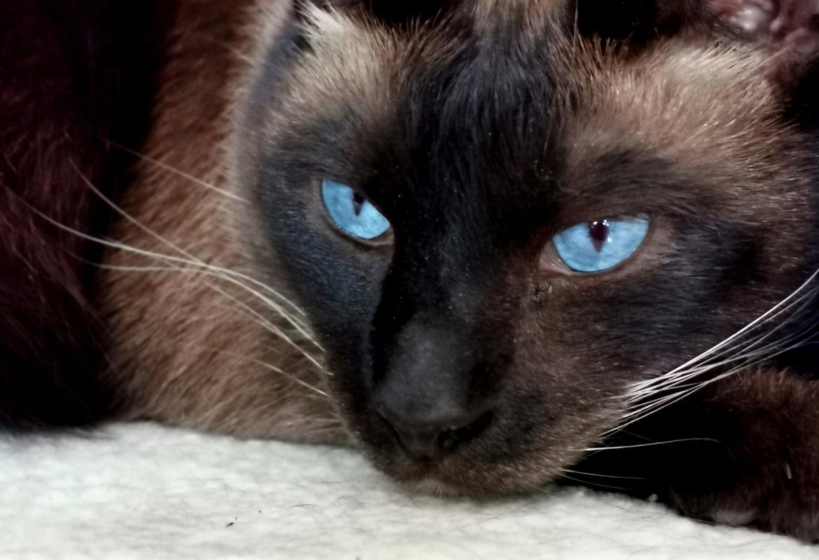 Siameser Malle - Smuk blå øjne  billede 8