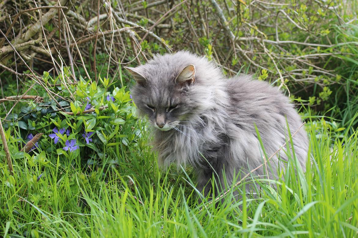 Blanding af racer Willy - Aflivet 23.04.24, blev 16 år 10 mdr. billede 15