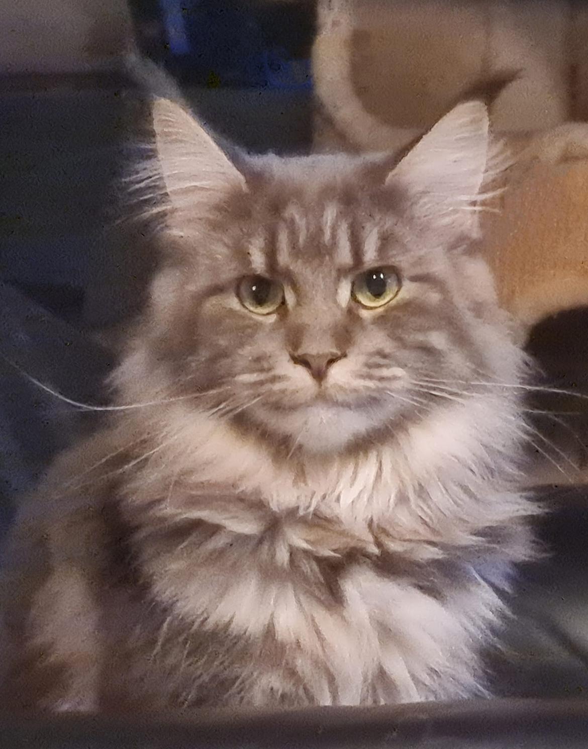 Maine Coon Blackangel's Brianna  billede 3