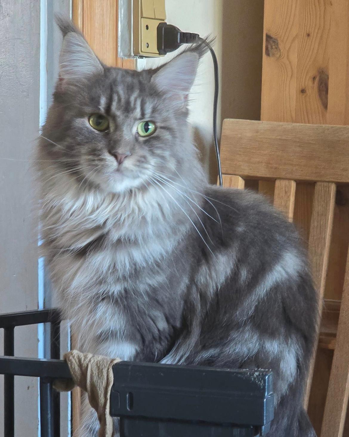 Maine Coon Blackangel's Brianna  billede 2