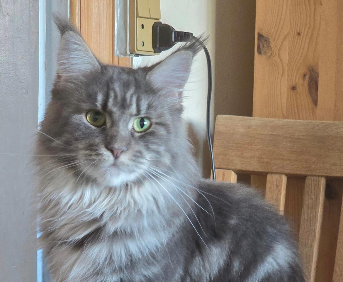 Maine Coon Blackangel's Brianna  billede 1