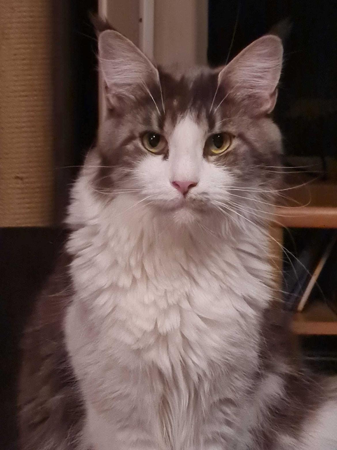 Maine Coon DK Blackangel's Venus billede 2