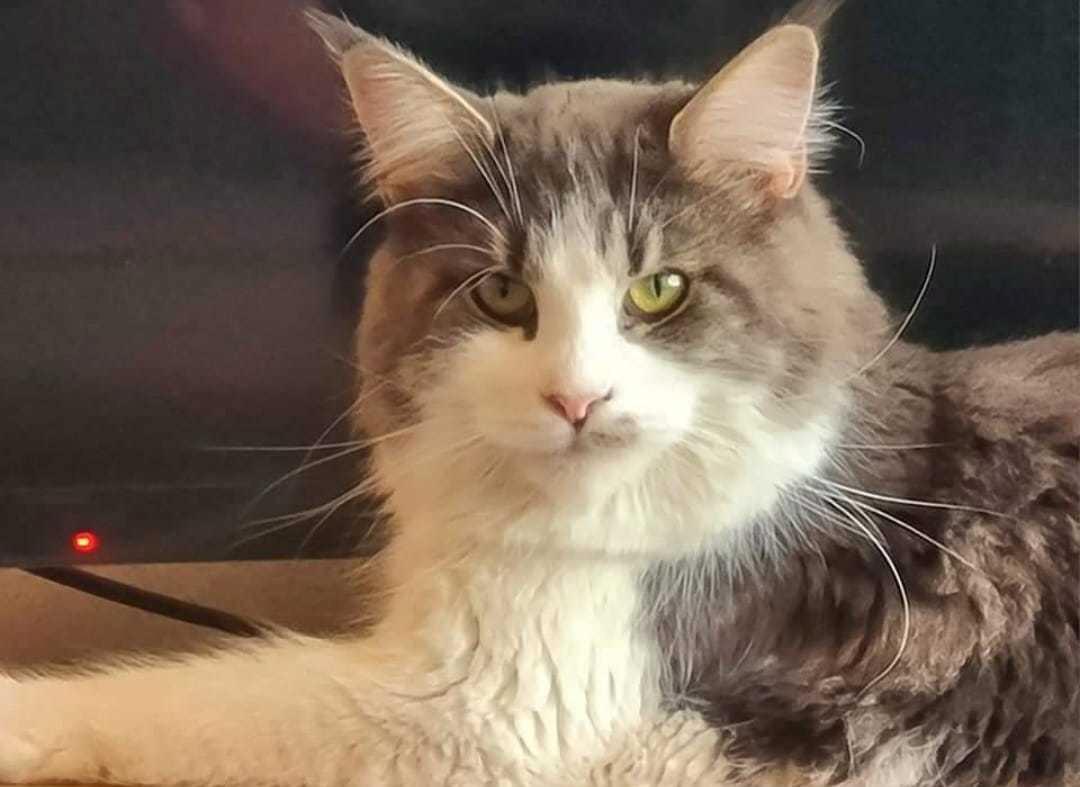 Maine Coon DK Blackangel's Venus billede 3