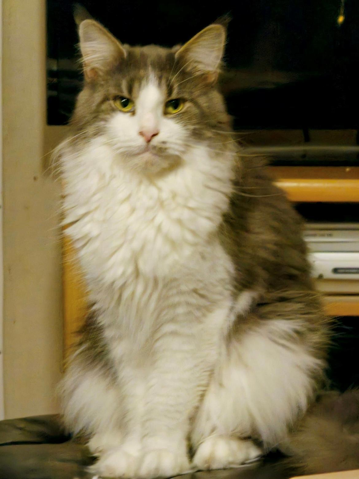 Maine Coon DK Blackangel's Venus billede 4