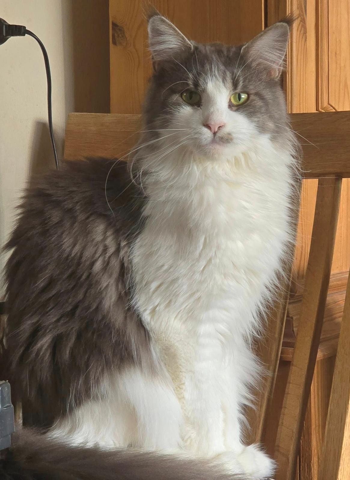 Maine Coon DK Blackangel's Venus billede 1