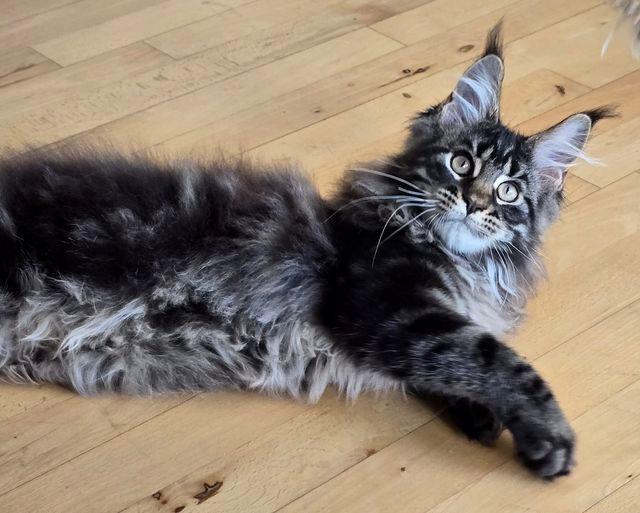 Maine Coon Mars Obsidian Art billede 3