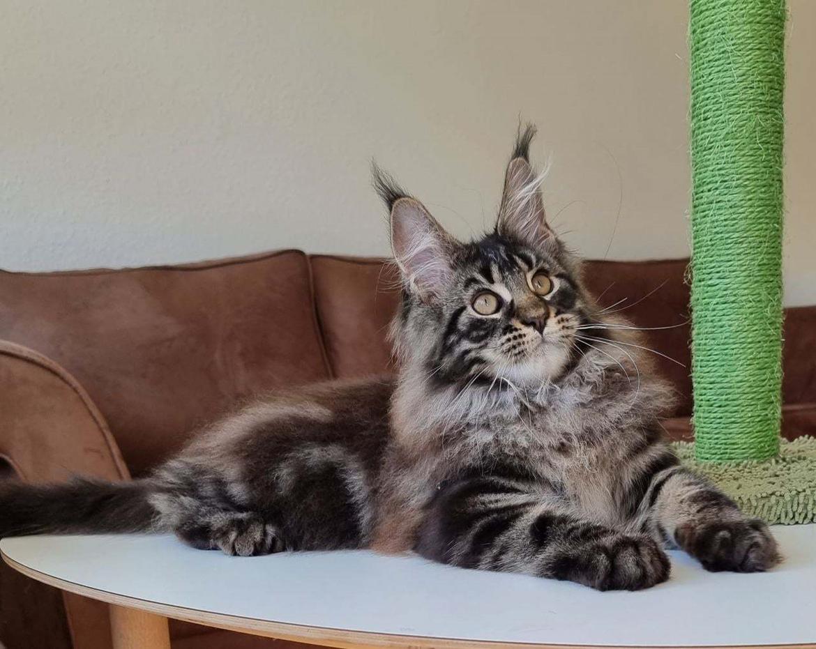 Maine Coon Mars Obsidian Art billede 4