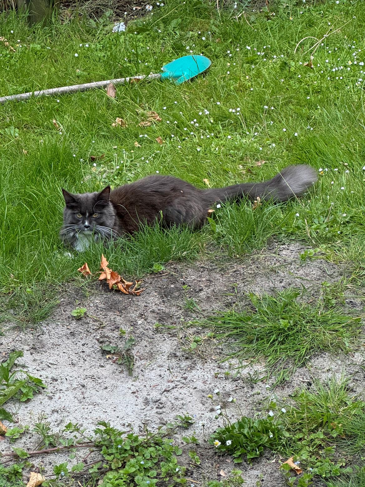 Maine Coon Ake Alma billede 1