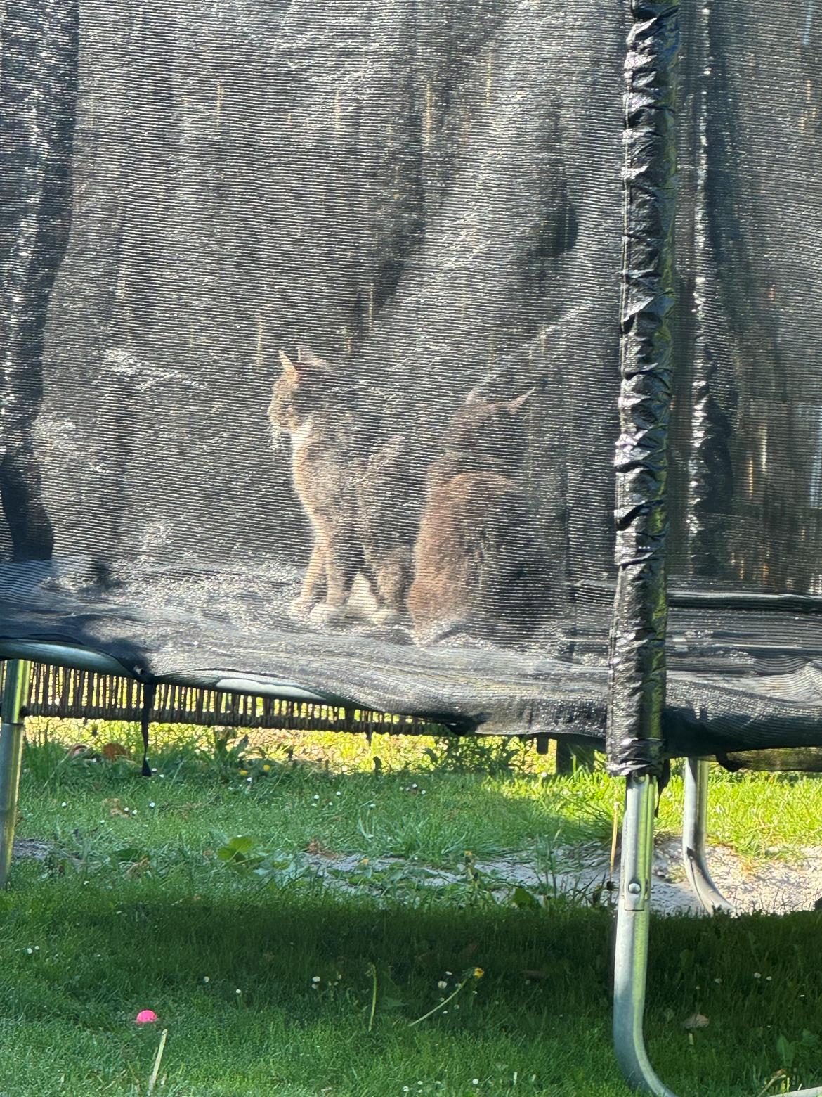 Maine Coon Ake Alma billede 2