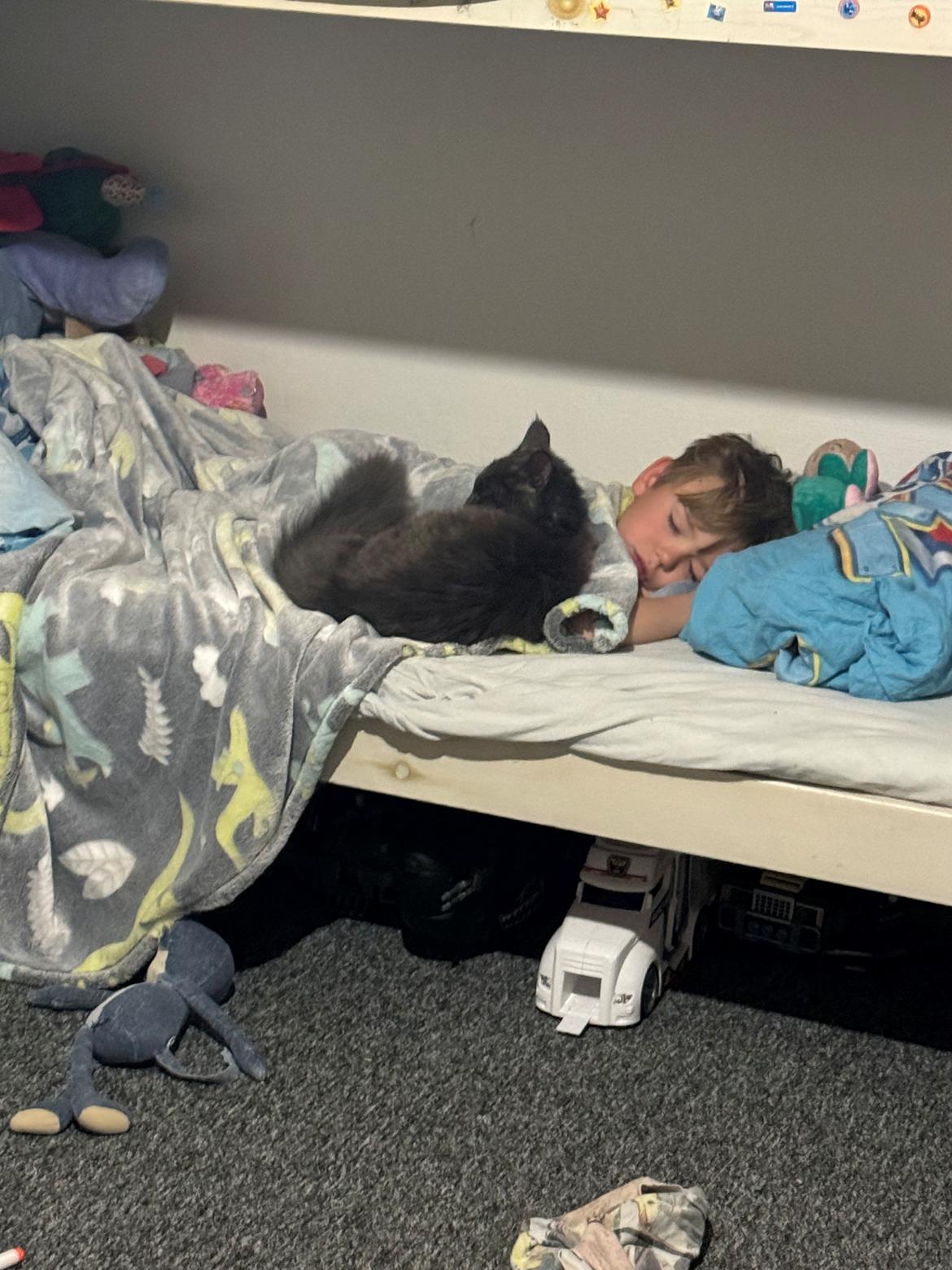 Maine Coon Ake Alma Aflivet  billede 3