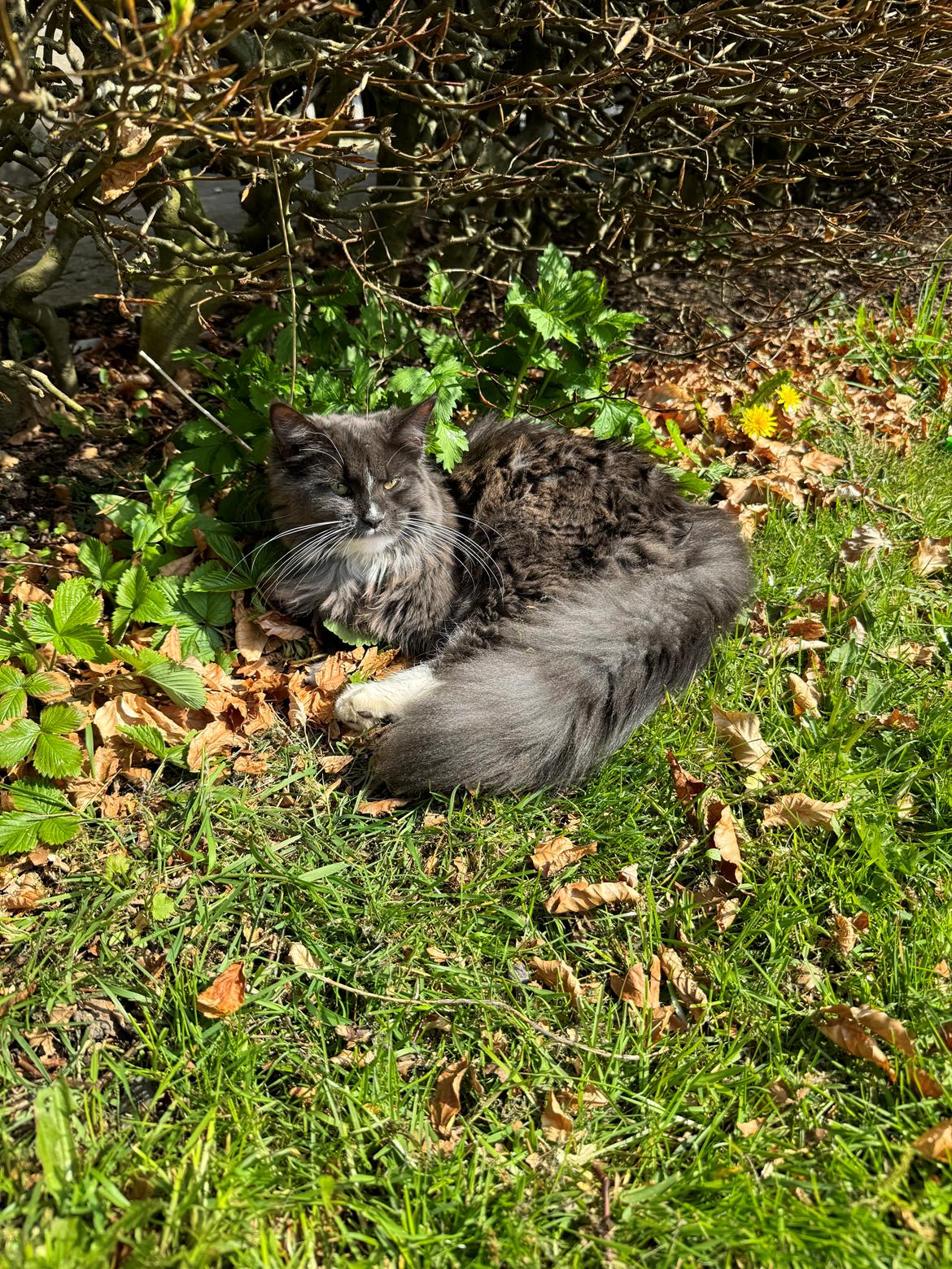 Maine Coon Ake Alma Aflivet  billede 4