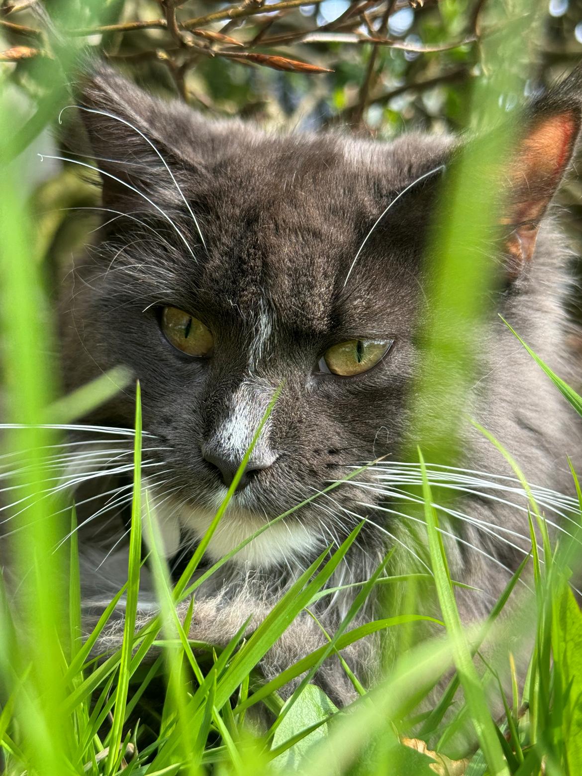 Maine Coon Ake Alma billede 5