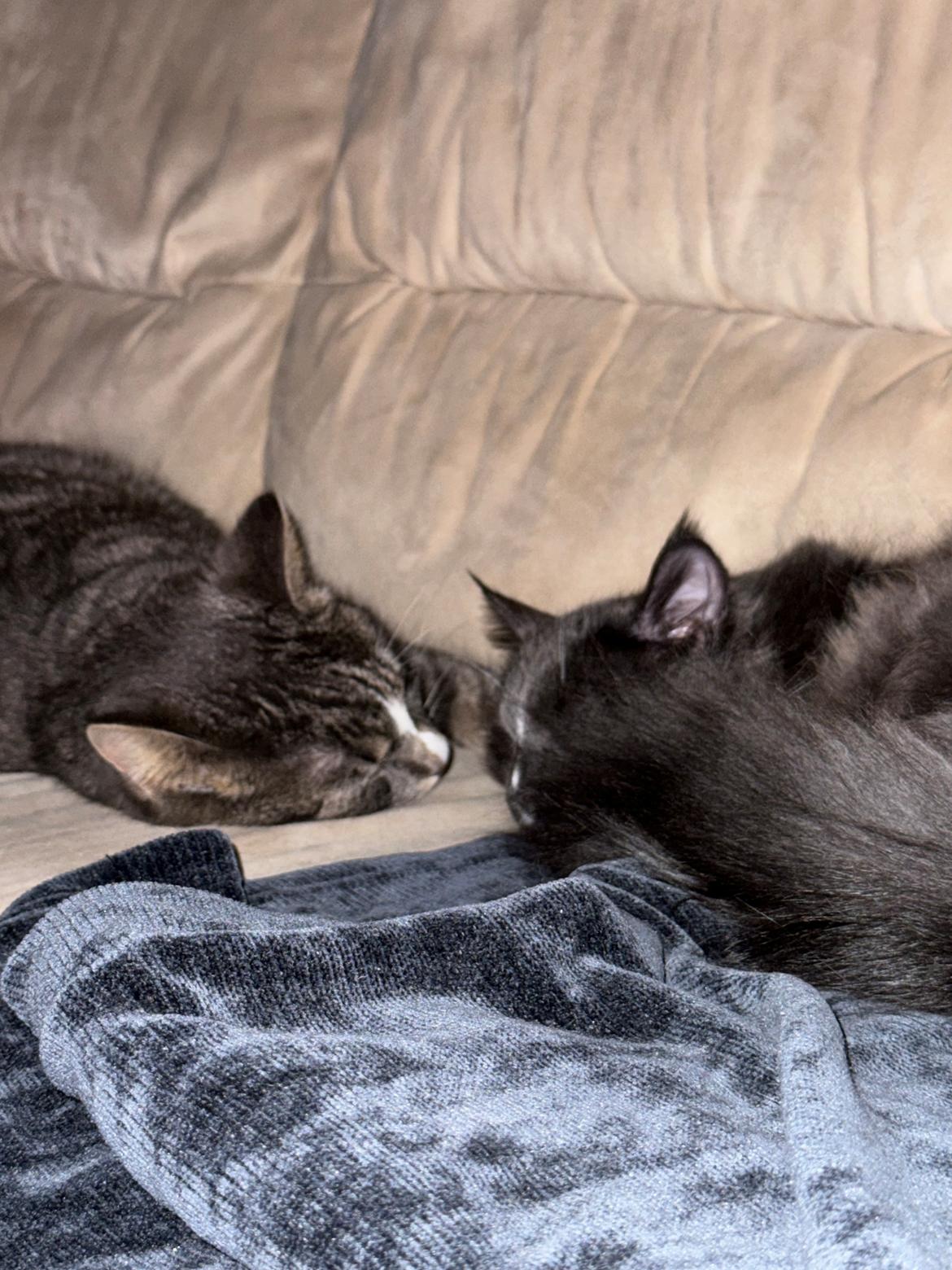 Maine Coon Ake Alma Aflivet  billede 6