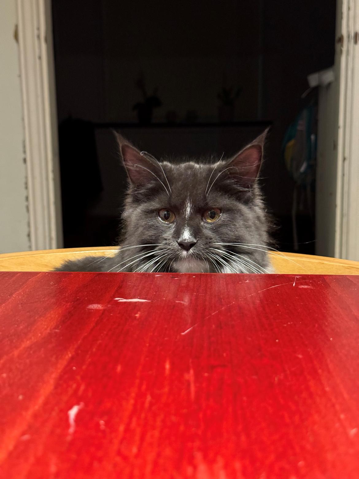 Maine Coon Ake Alma Aflivet  billede 8