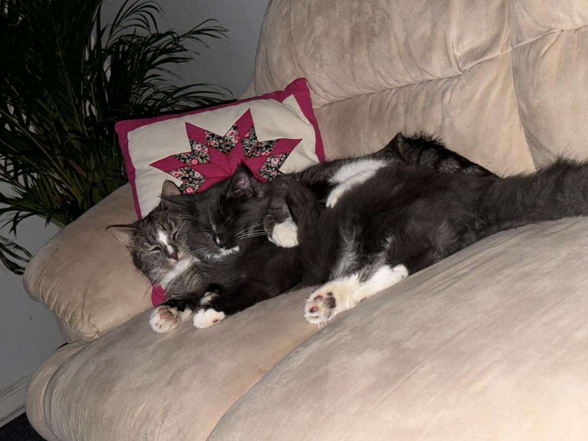 Maine Coon Ake Alma Aflivet  billede 9