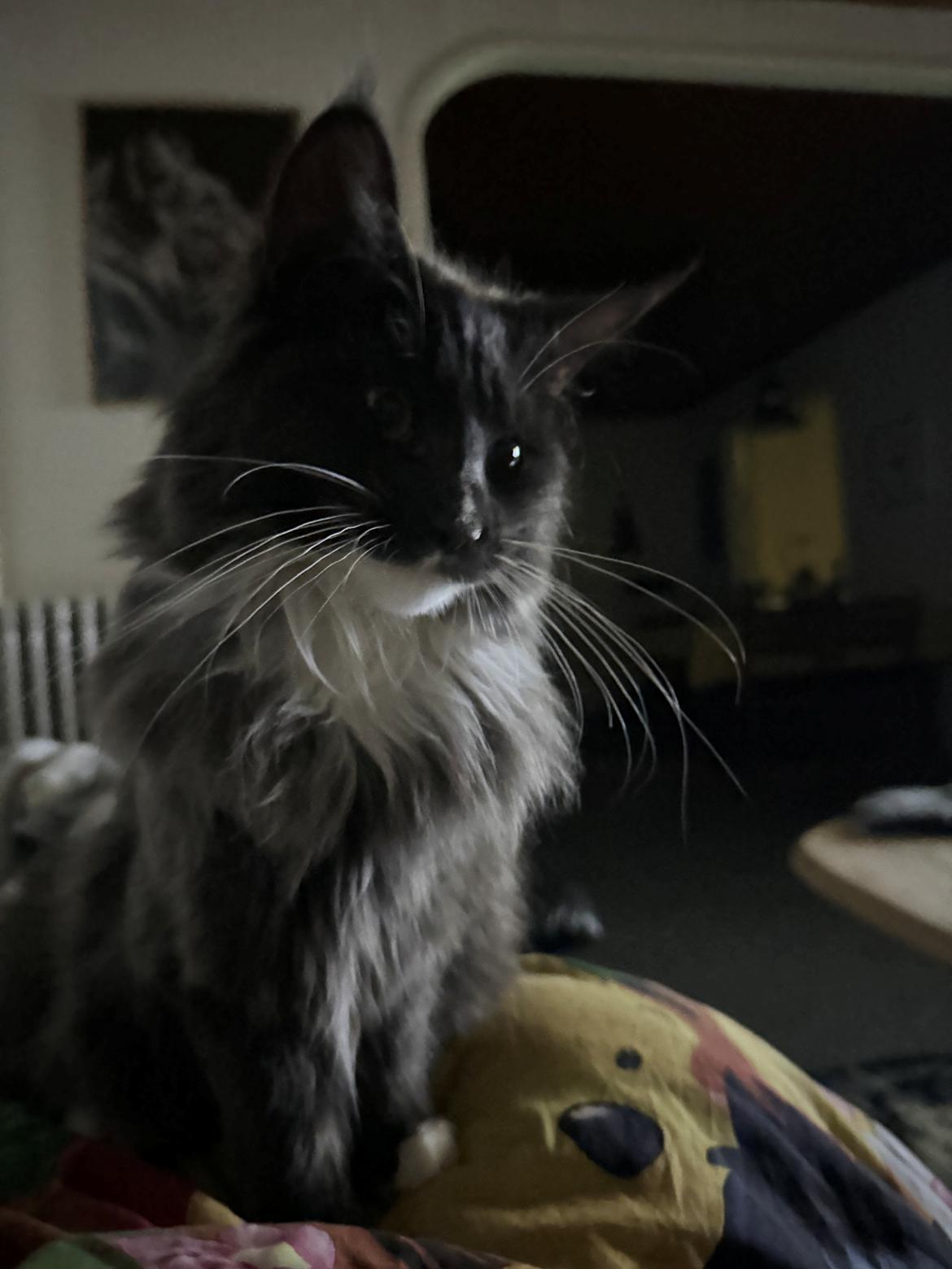 Maine Coon Ake Alma Aflivet  billede 7