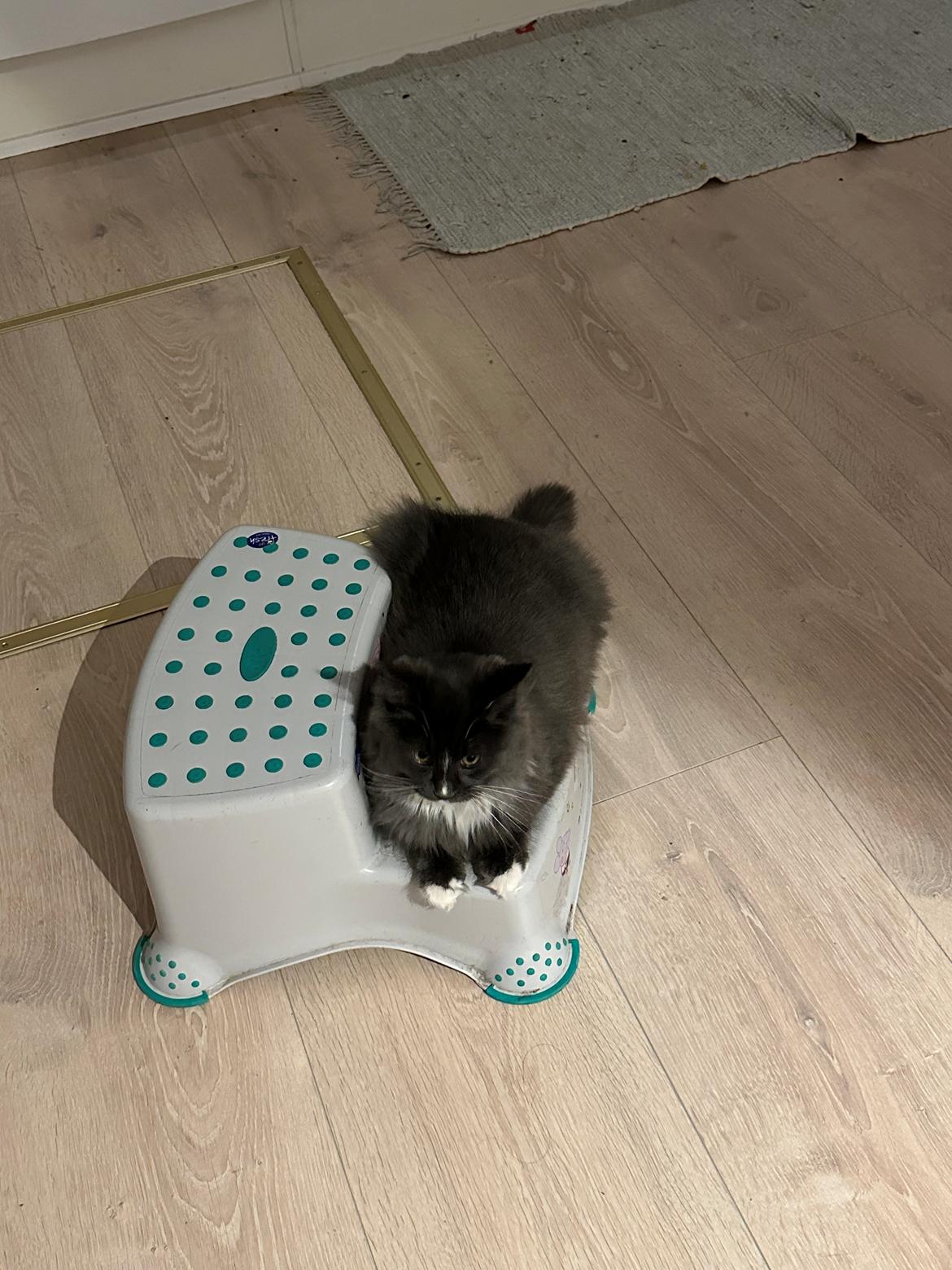 Maine Coon Ake Alma Aflivet  billede 10