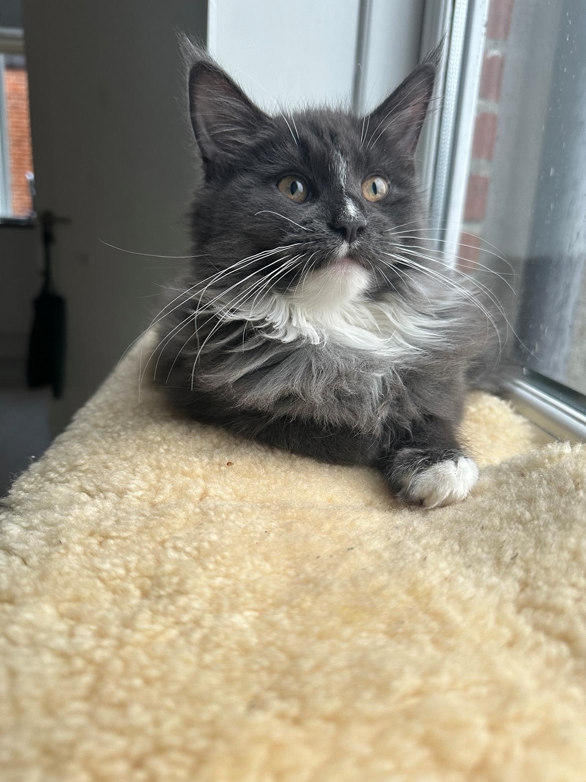 Maine Coon Ake Alma Aflivet  billede 11