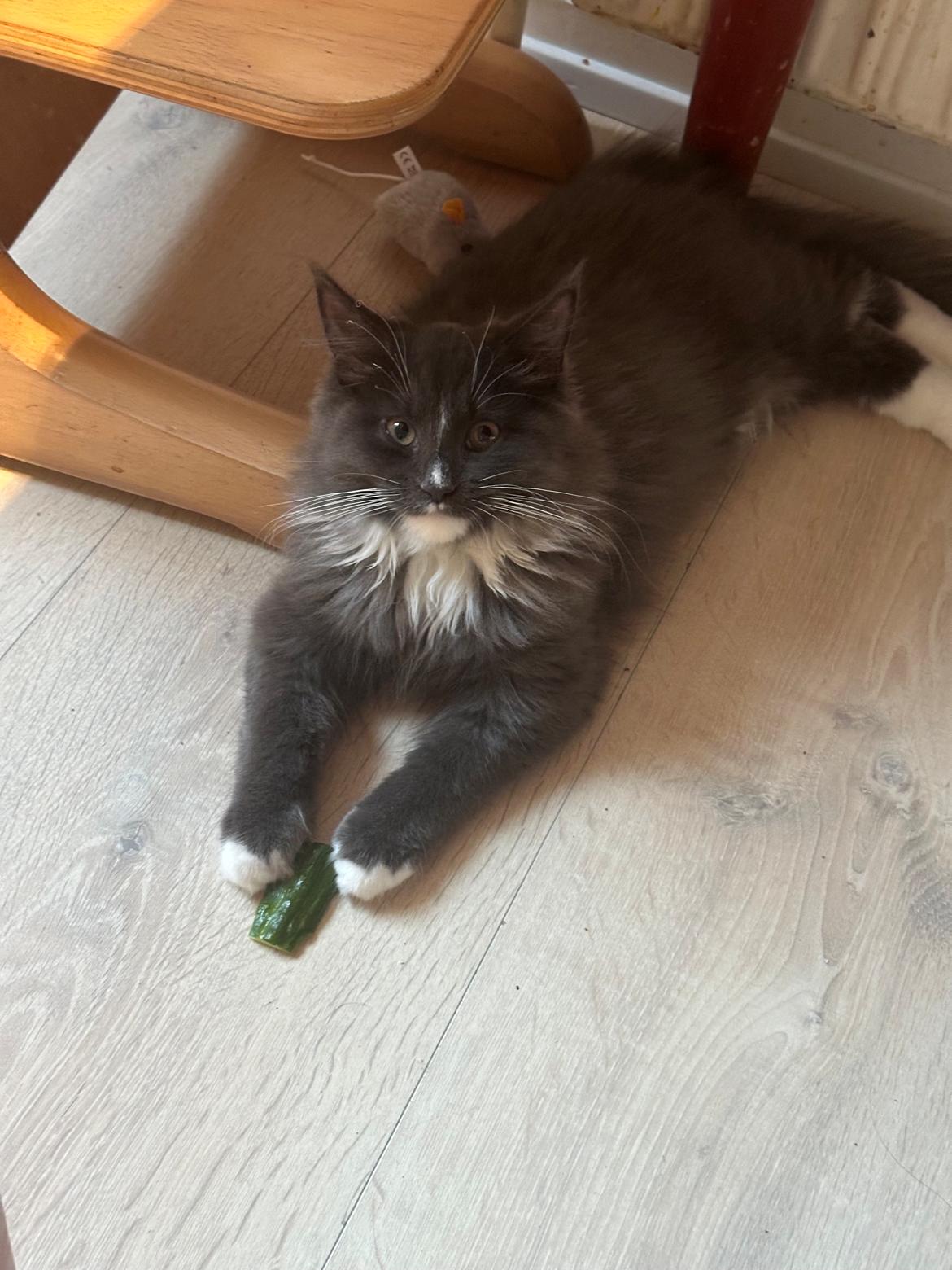 Maine Coon Ake Alma Aflivet  billede 13