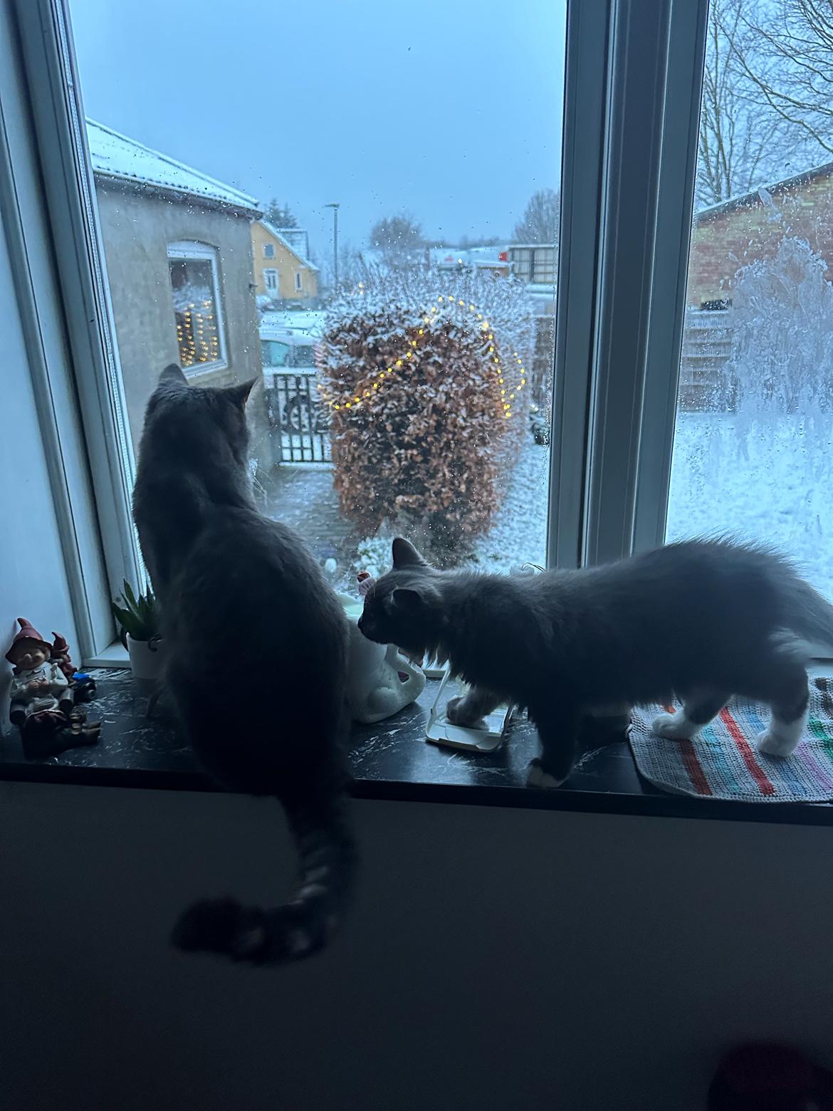 Maine Coon Ake Alma Aflivet  billede 14