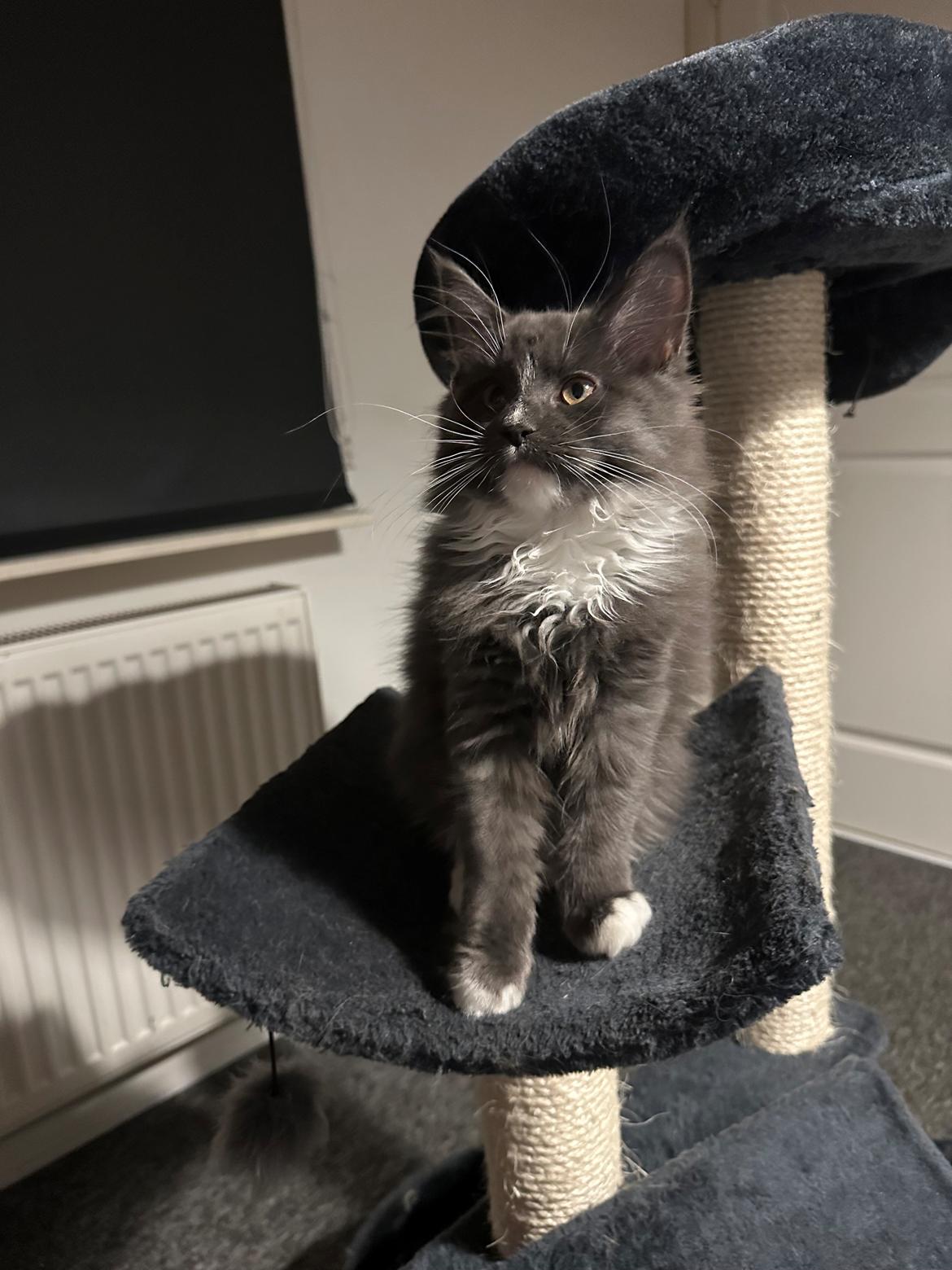 Maine Coon Ake Alma Aflivet  billede 15