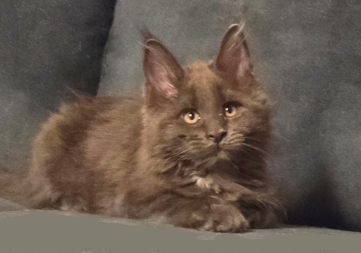 Maine Coon Blackangel's Glitter billede 1