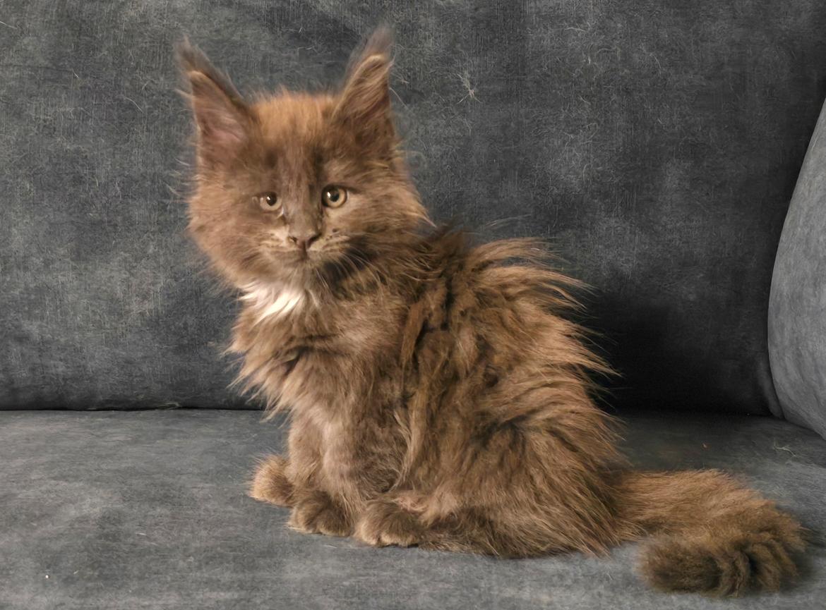 Maine Coon Blackangel's Glitter billede 4