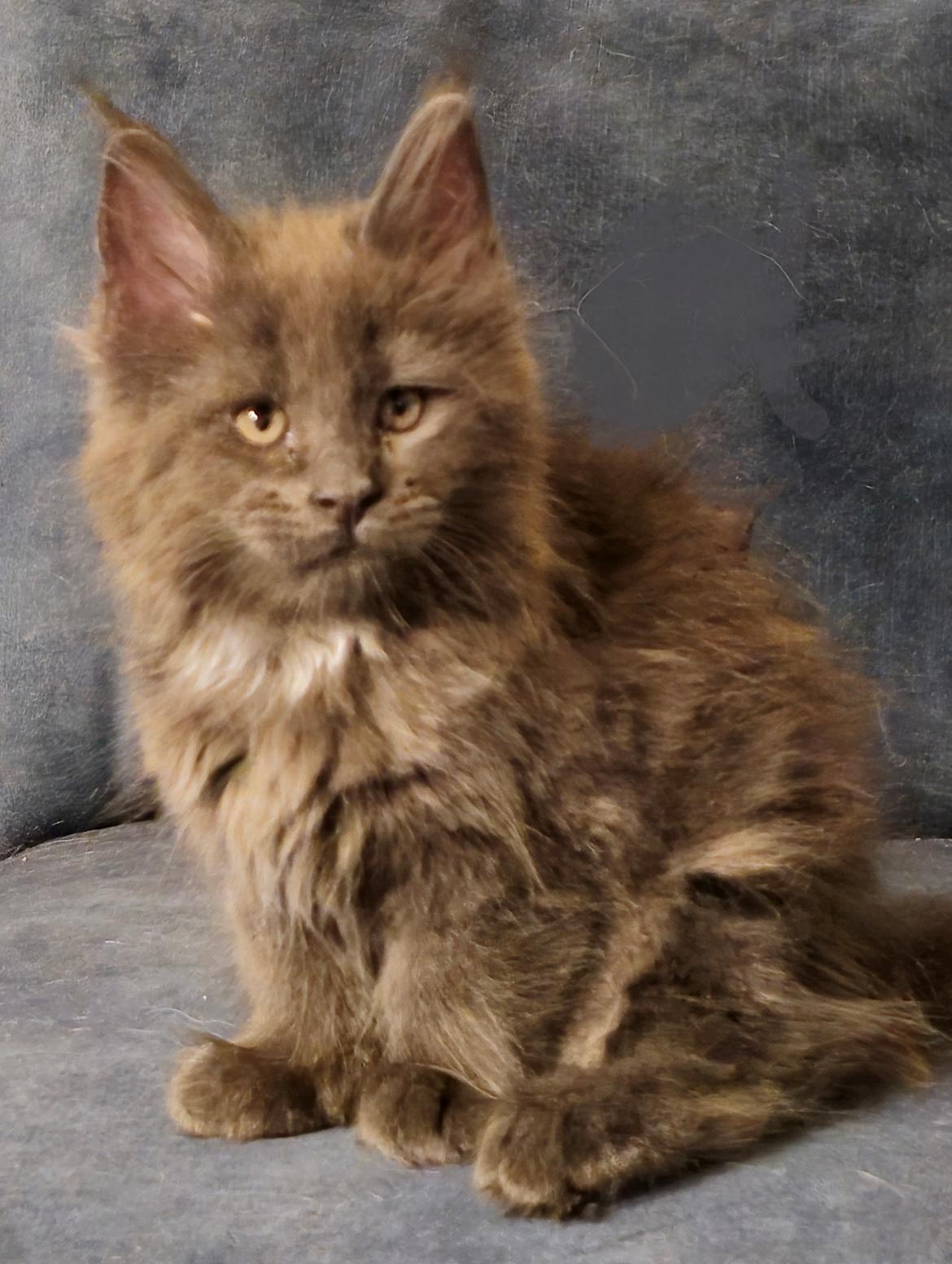 Maine Coon Blackangel's Glitter billede 3