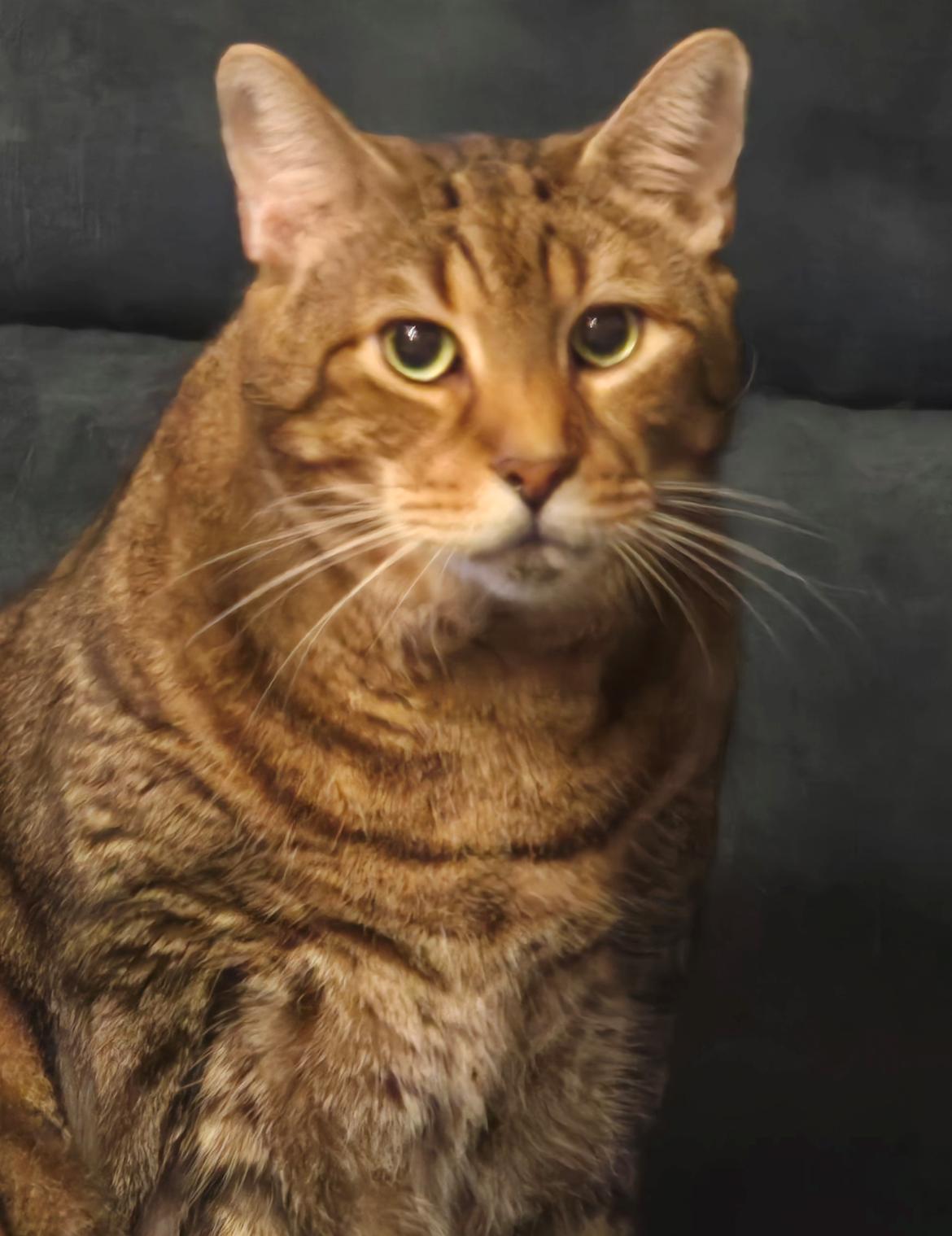 Huskat Mr. Tomiss billede 49