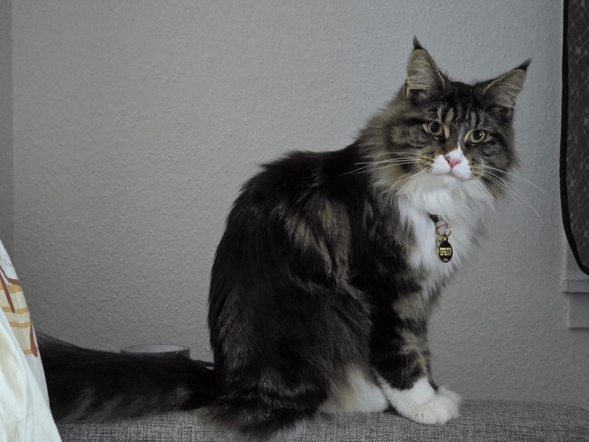 Maine Coon sif billede 2