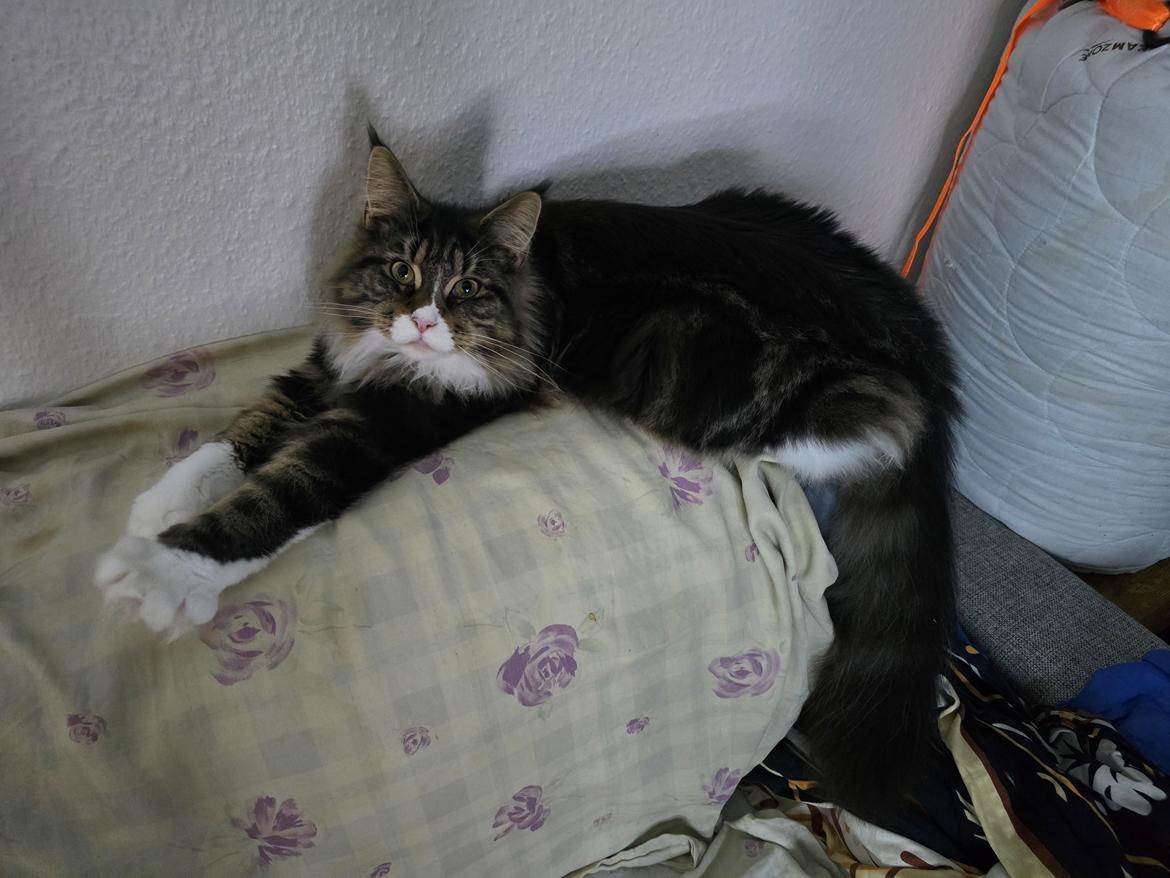 Maine Coon sif billede 5