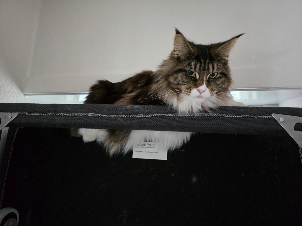 Maine Coon sif billede 7