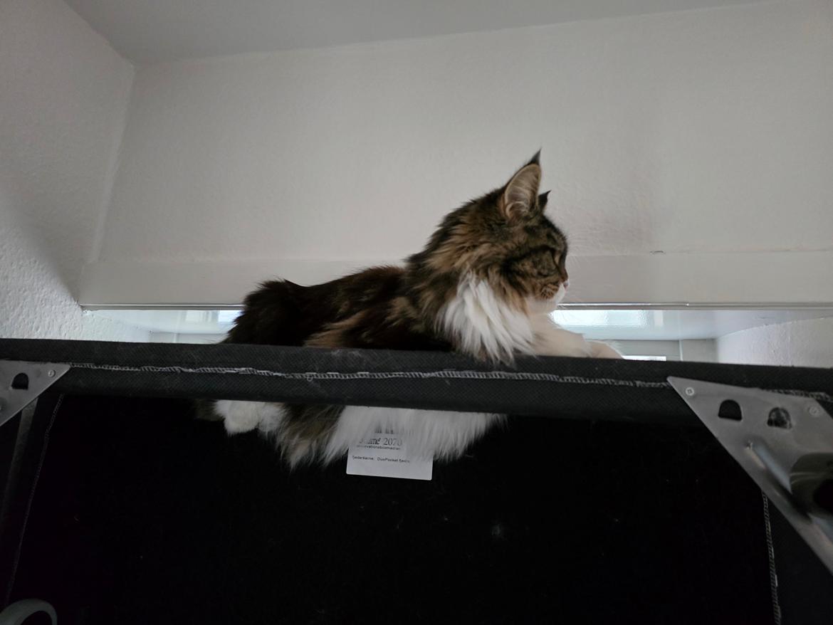 Maine Coon sif billede 8