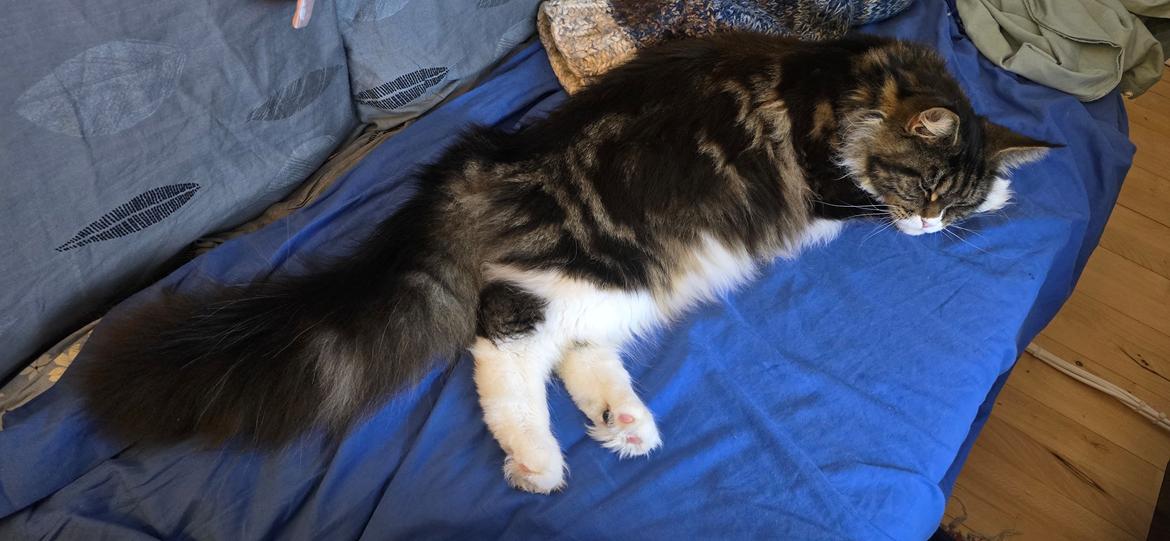 Maine Coon sif billede 11