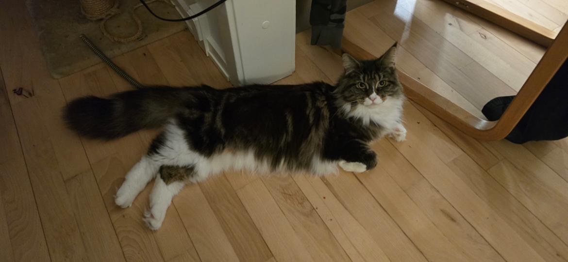 Maine Coon sif billede 12