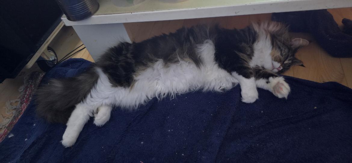 Maine Coon sif billede 24