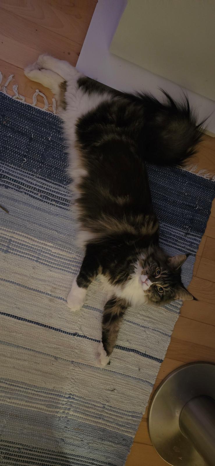 Maine Coon sif billede 28