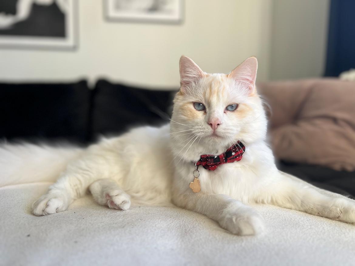 Ragdoll Keiko (Himmelkat)  billede 2