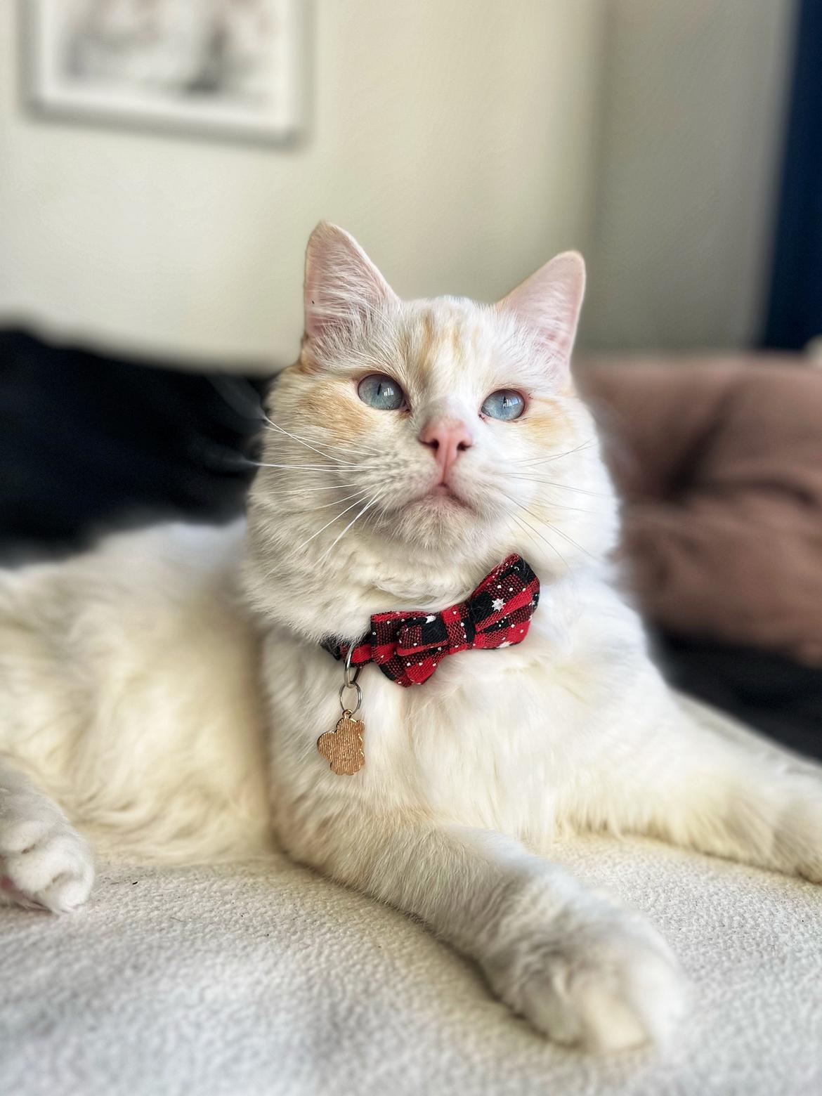 Ragdoll Keiko (Himmelkat)  billede 1