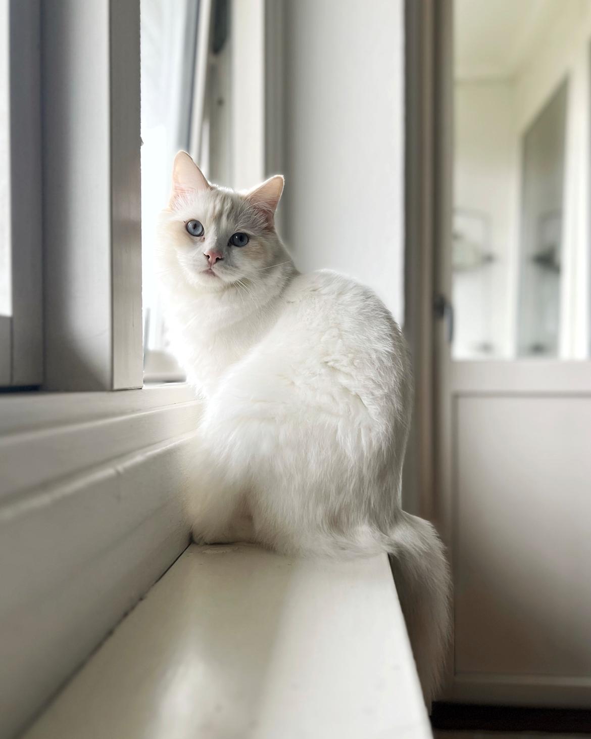 Ragdoll Keiko (Himmelkat)  billede 4