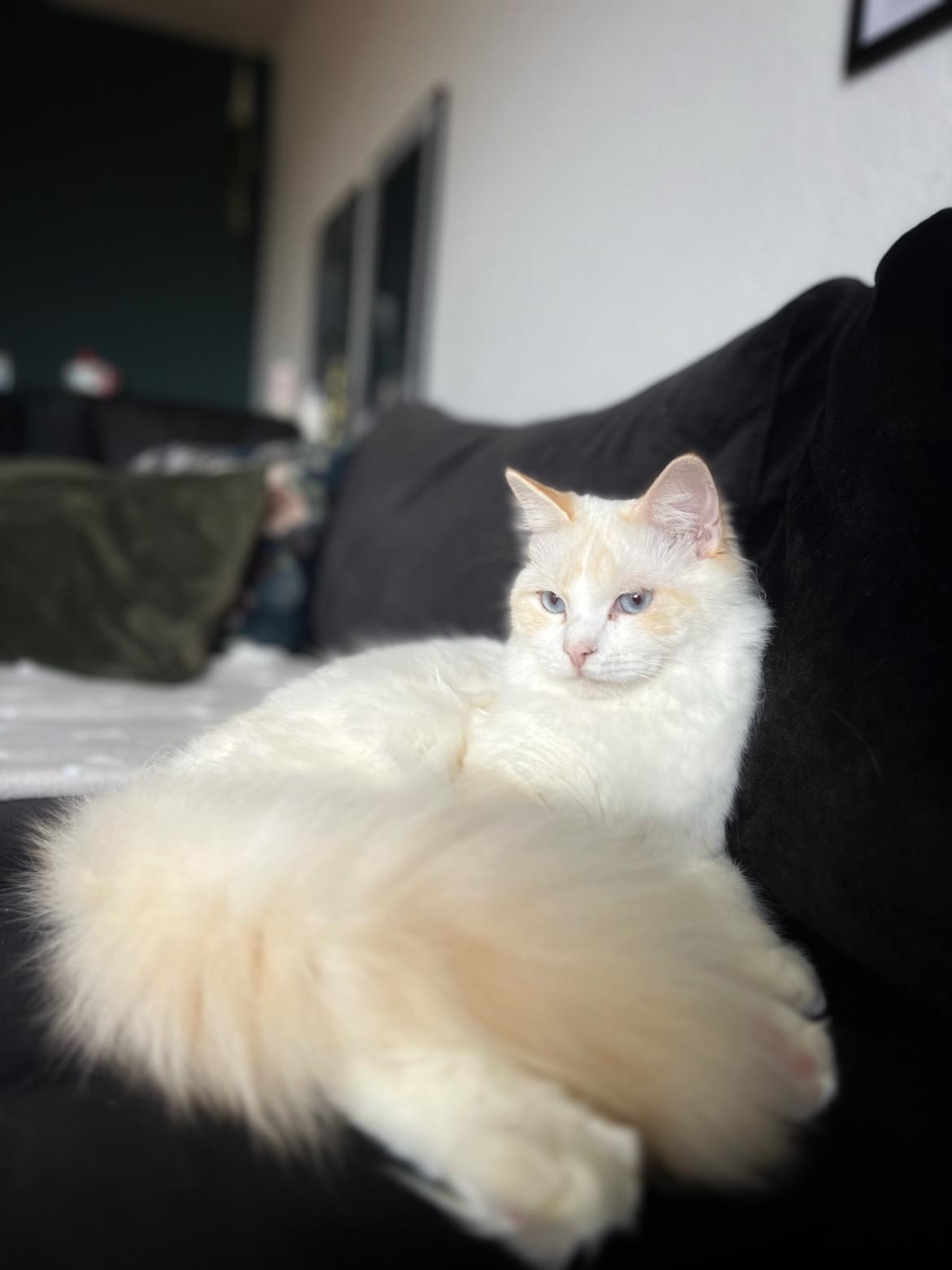 Ragdoll Keiko (Himmelkat)  billede 5