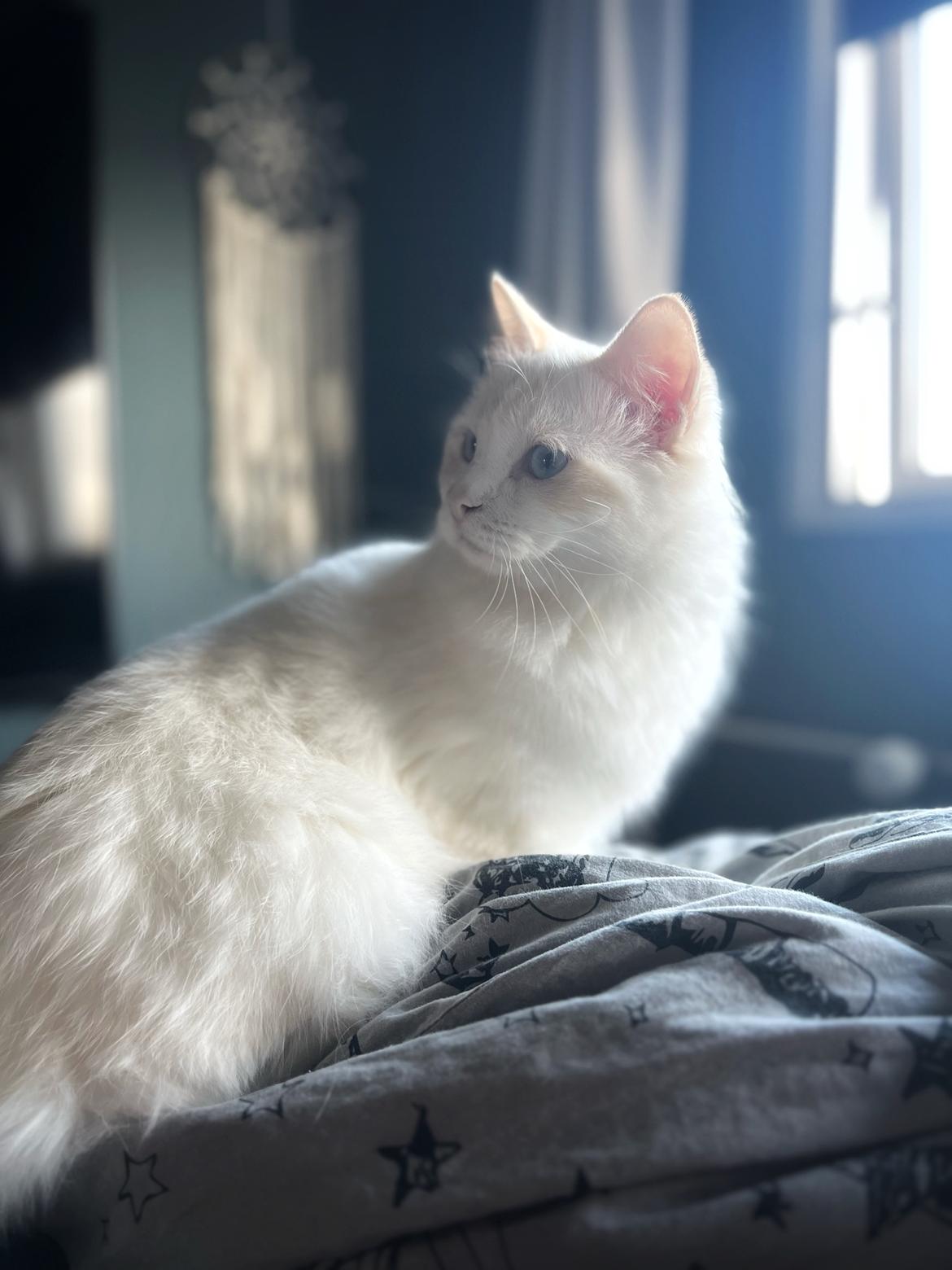 Ragdoll Keiko (Himmelkat)  billede 6