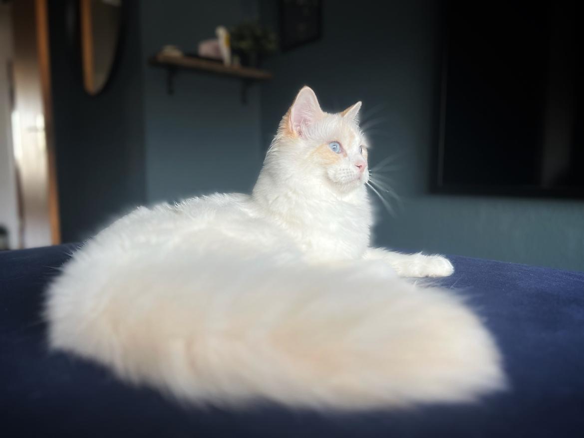 Ragdoll Keiko (Himmelkat)  billede 7